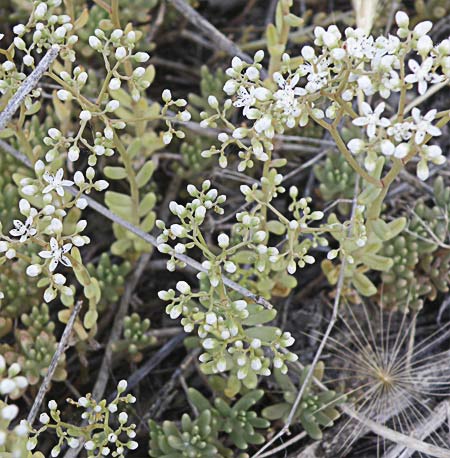 Uña de Gato (sedum Album)