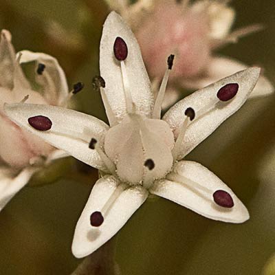 Flor de la uña de gato (Sedum album) 