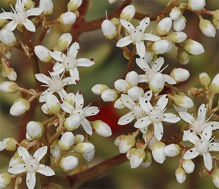 Uña de gato, flores (Sedum album)