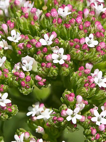 Inflorescencias de la valeriana española (Centranthus calcitrapae)