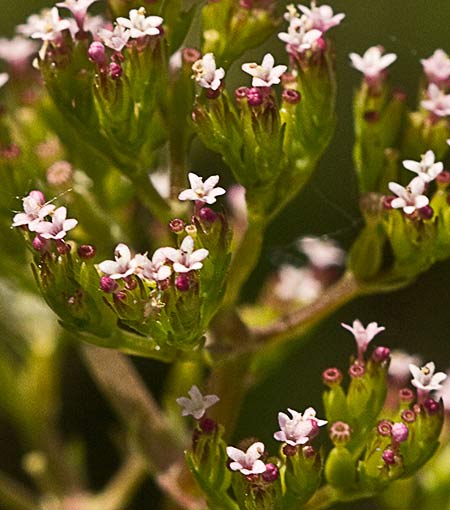 Inflorescencias de la valeriana española (Centranthus calcitrapae)