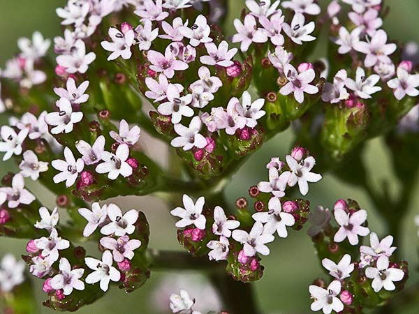 Inflorescencias de la valeriana española (Centranthus calcitrapae)