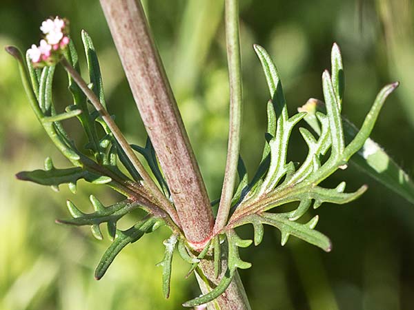 Inflorescencias de la valeriana española (Centranthus calcitrapae)