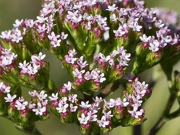 Inflorescencia de la Valeriana española