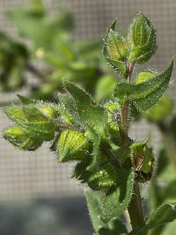 Ventricosa (Nonea echioides)