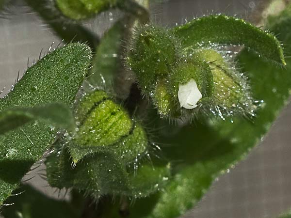 Ventricosa (Nonea echioides)