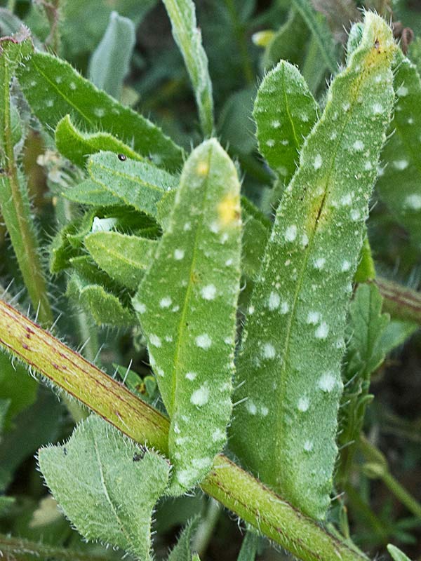 Ventricosa (Nonea echioides)