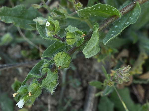 Ventricosa (Nonea echioides)