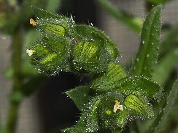 Ventricosa (Nonea echioides)