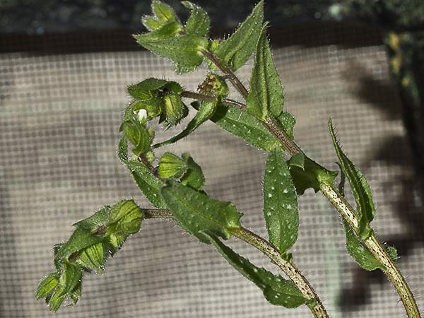 Ventricosa (Nonea echioides)