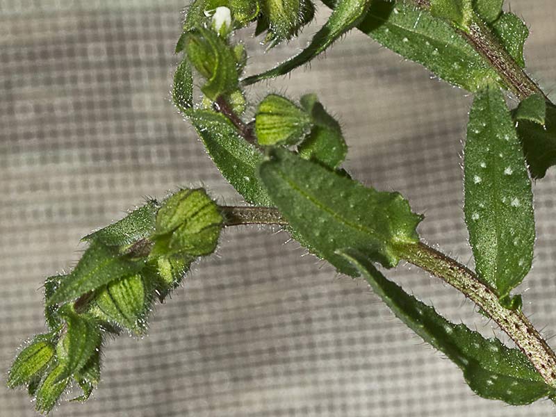 Ventricosa (Nonea echioides)