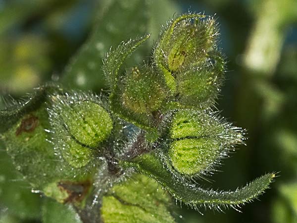 Ventricosa (Nonea echioides)