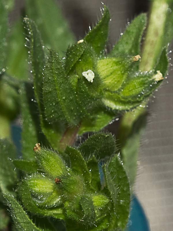 Ventricosa (Nonea echioides)