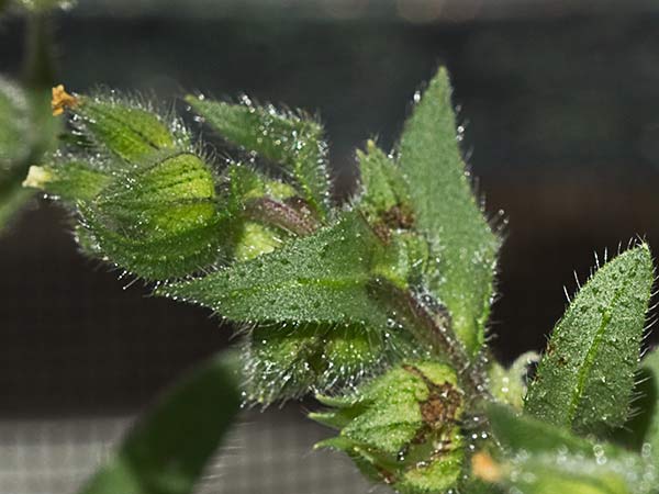 Ventricosa (Nonea echioides)