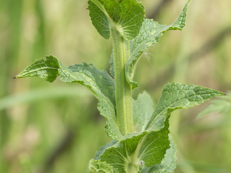 Hojas caulinares del Verbascum virgatum (Verbasco)
