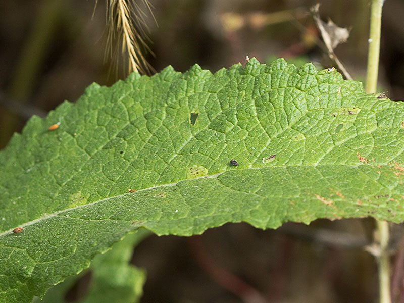 Hoja basal del Verbascum virgatum (Verbasco)