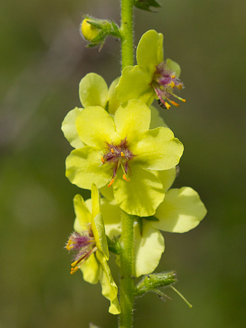 Verbascum virgatum (flor del Verbasco)
