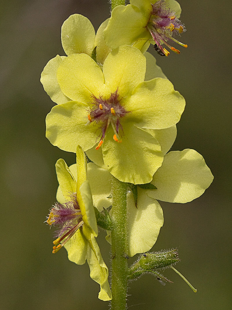 Verbascum virgatum (flor del Verbasco)