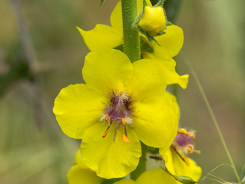 Verbascum virgatum (flor del Verbasco)