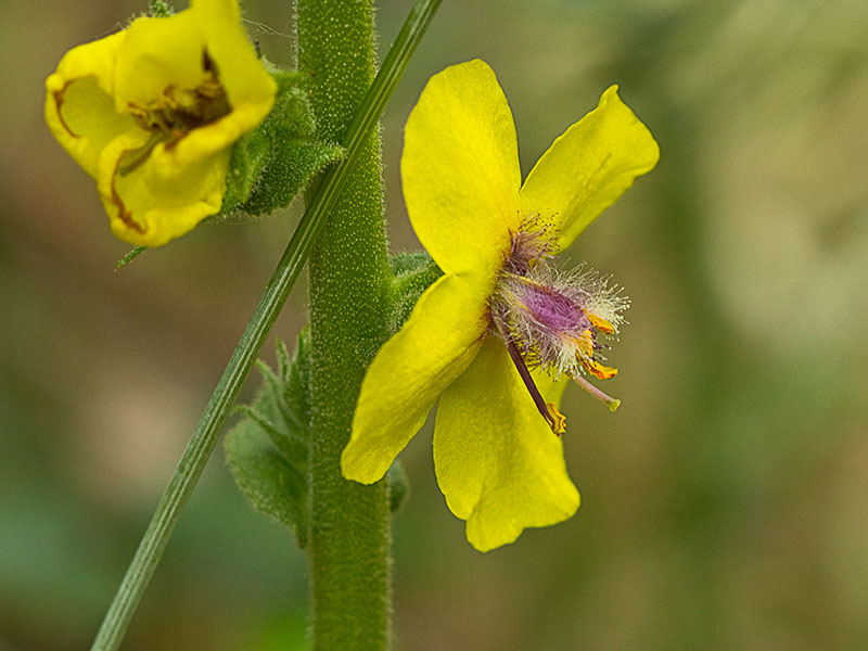 Verbascum virgatum (flor del Verbasco)
