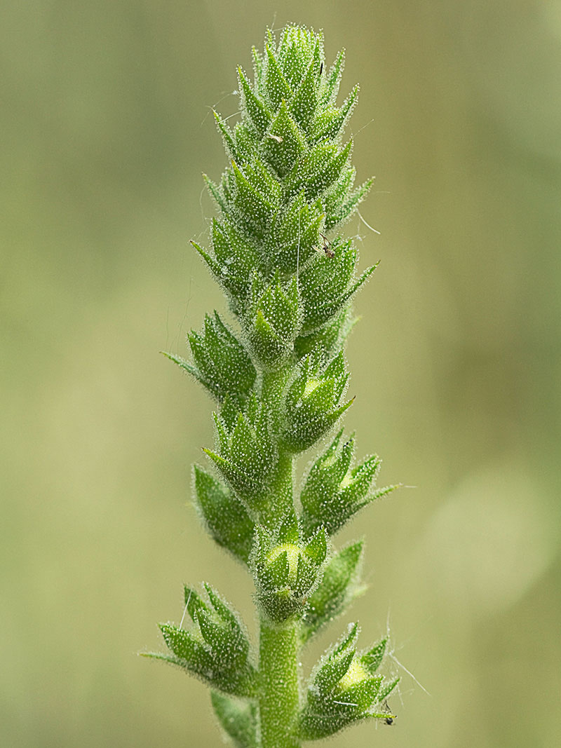 Tallo del Verbascum virgatum (Verbasco)
