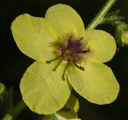 Flor del Verbasco (Verbascum virgatum)