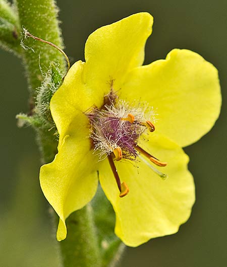 Verbascum virgatum (Flor del Verbasco)