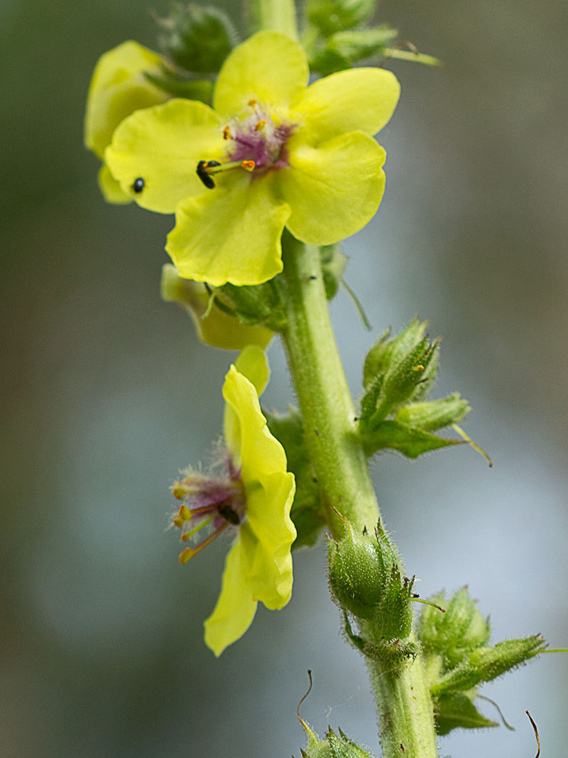 Verbascum virgatum (flor del Verbasco)