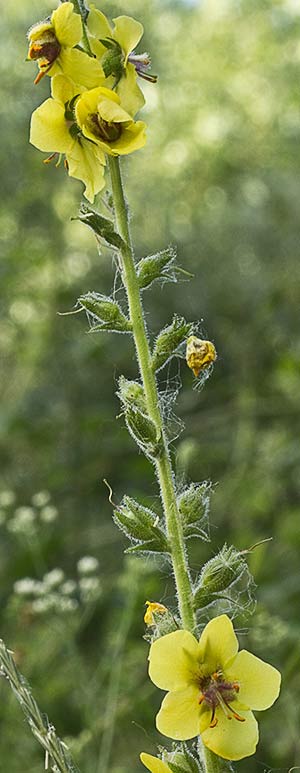 Planta de Verbasco (Verbascum virgatum)