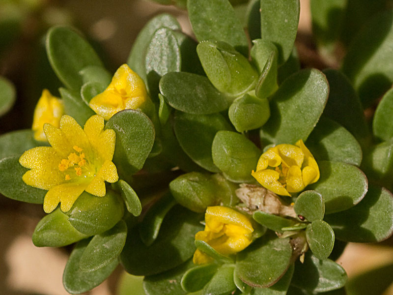 Mata de verdolaga en flor