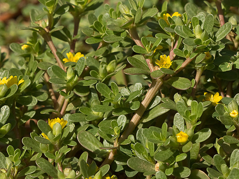 Mata de verdolaga