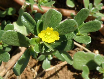 Flor de la verdolaga