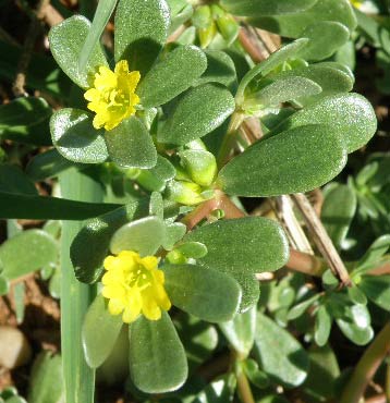Flores de la verdolaga (Portulaca oleracea)