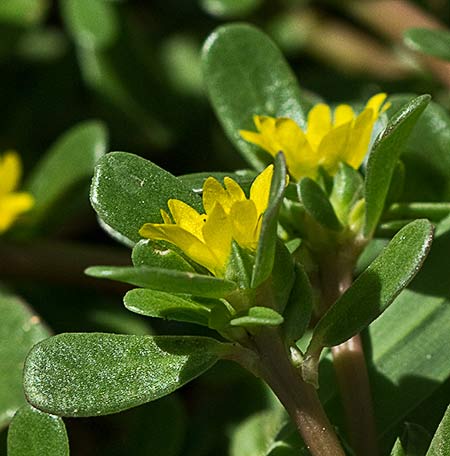 Flores de la Verdolaga (Portulaca oleracea)