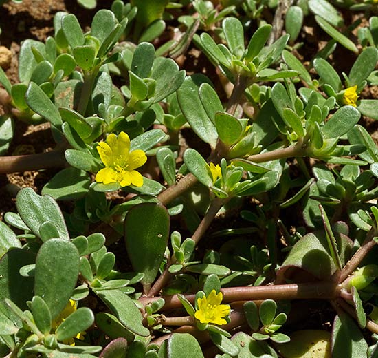 Verdolaga en flor (Portulaca oleracea)