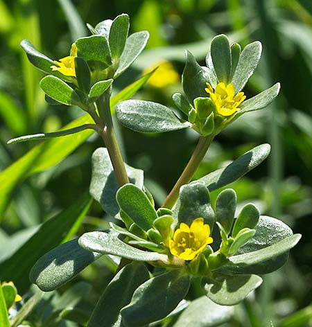 Mata de Verdolagas (Portulaca oleracea)