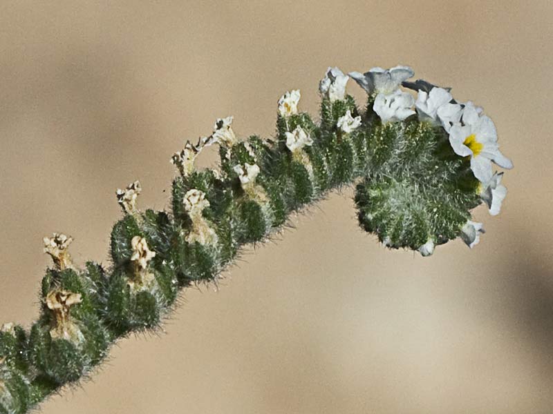 Heliotropium europaeum