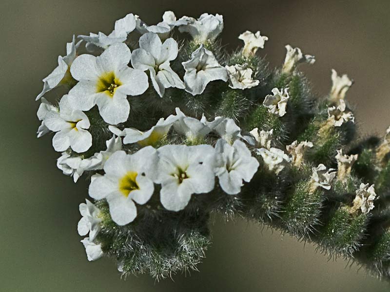 Heliotropium europaeum