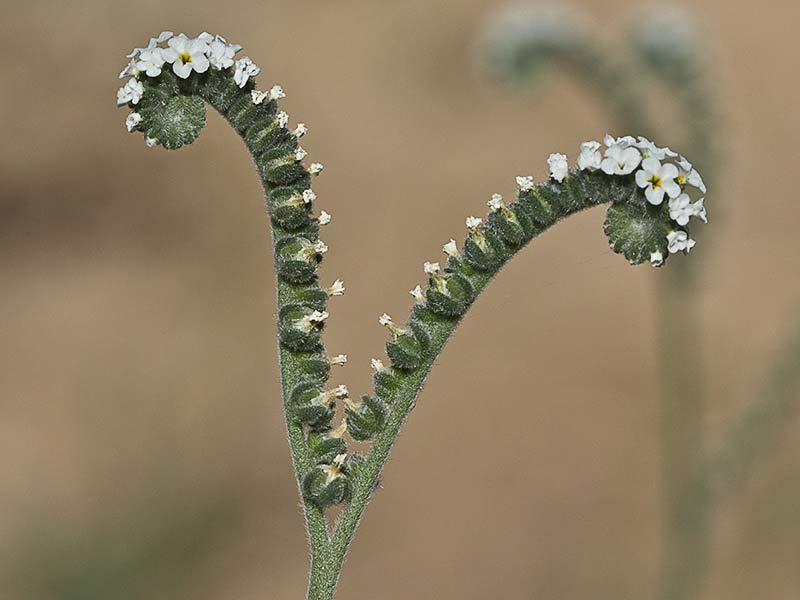 Heliotropium europaeum