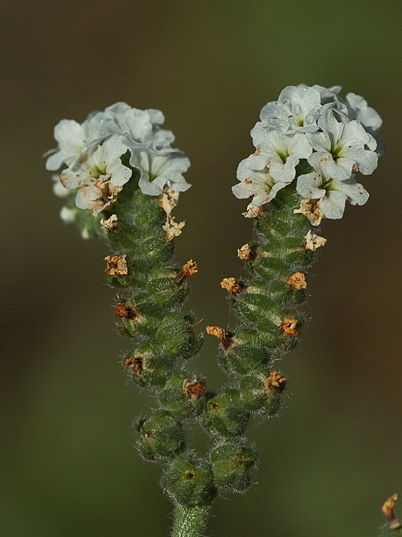 Heliotropium europaeum