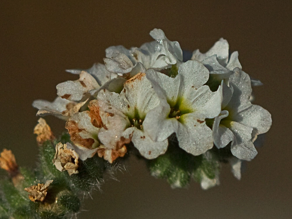 Heliotropium europaeum