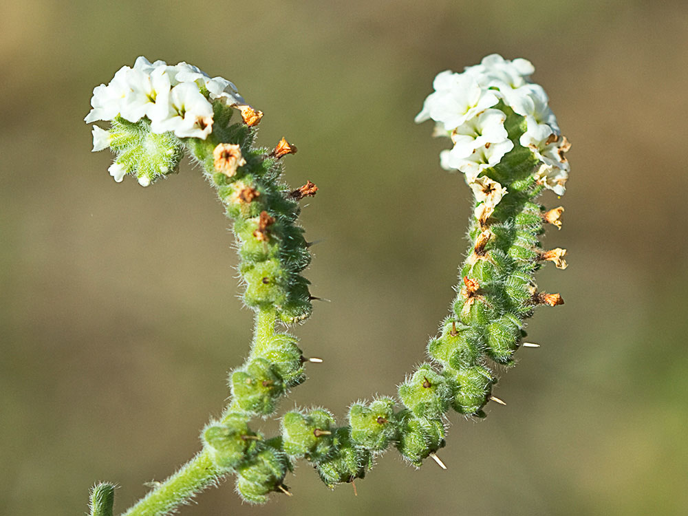 Heliotropium europaeum