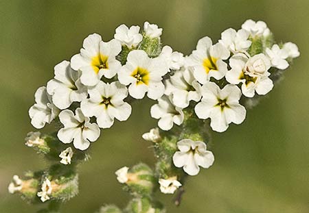 Ramillete de flores del heliotropo o verrucaria