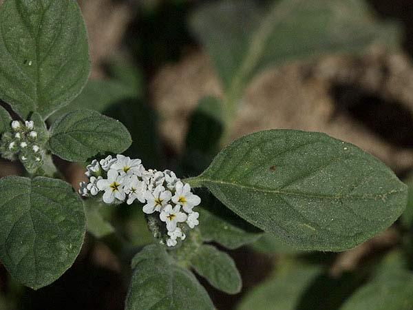 Heliotropium europaeum
