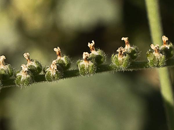 Heliotropium europaeum