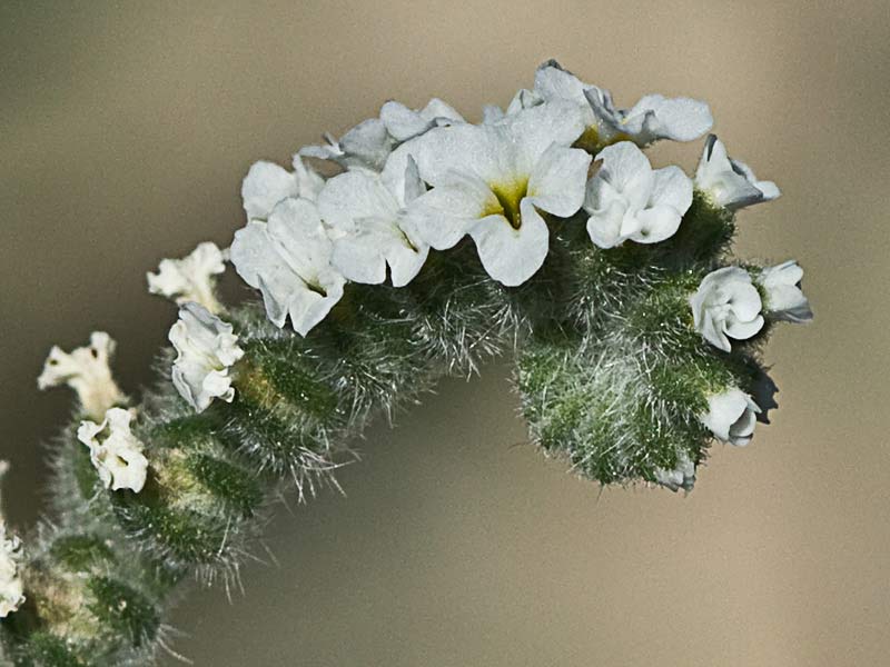 Heliotropium europaeum