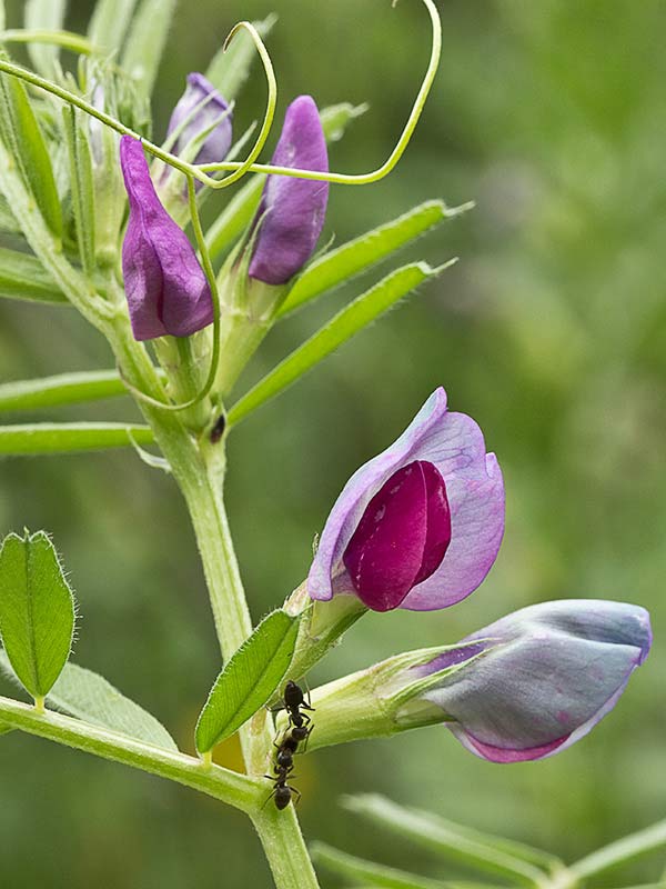 Flores de Vicia sativa