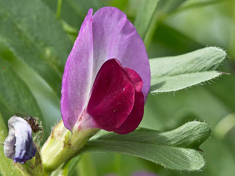Flores de Vicia sativa