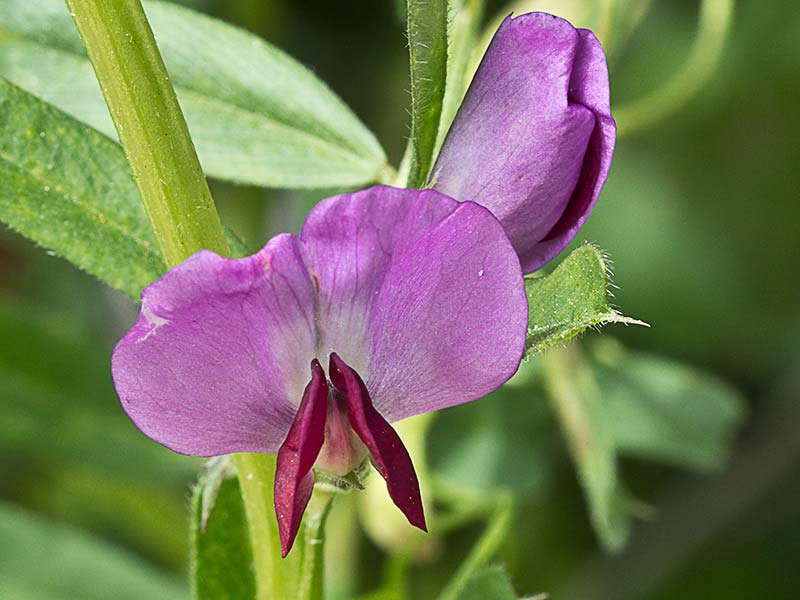 Flor de Vicia sativa