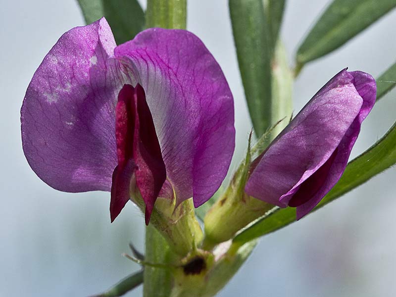Flores de Vicia sativa